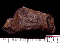 藏品(鹿角基部)的圖片